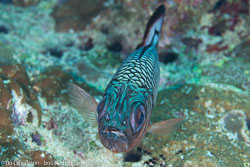 BD-130709-Maldives-9790-Myripristis-adusta.-Bleeker.-1853-[Shadowfin-soldierfish].jpg